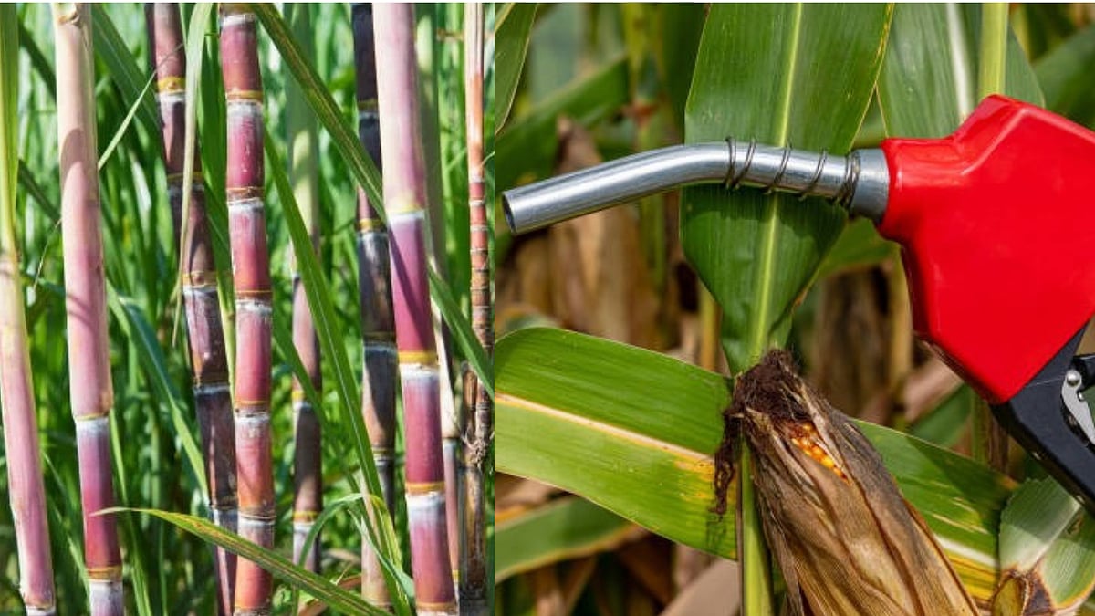 Ethanol procurement: India bars sugarcane feedstock from 2026-27 tender