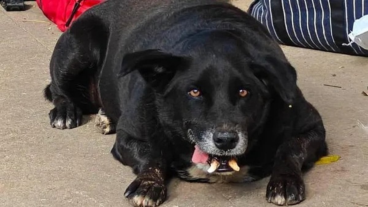 ‘Fat Dogs of BLR’ : Elections, but make it chonky