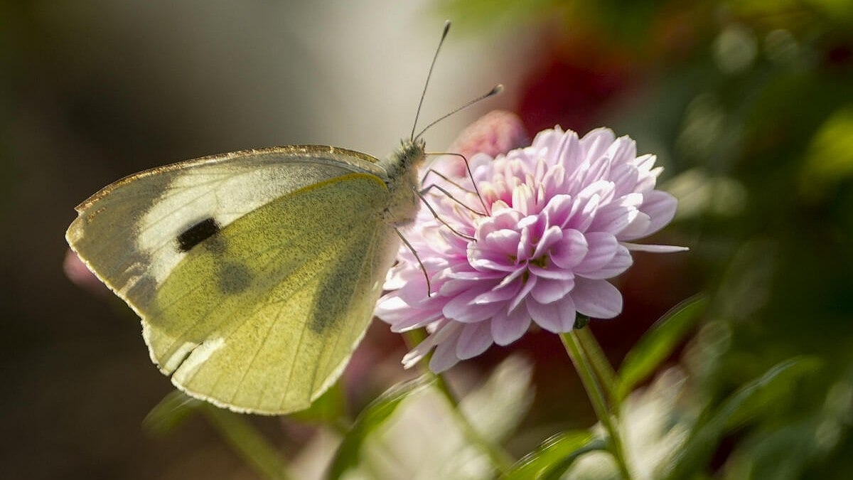 News in Pics | October 24, 2026: Best photos from around the world