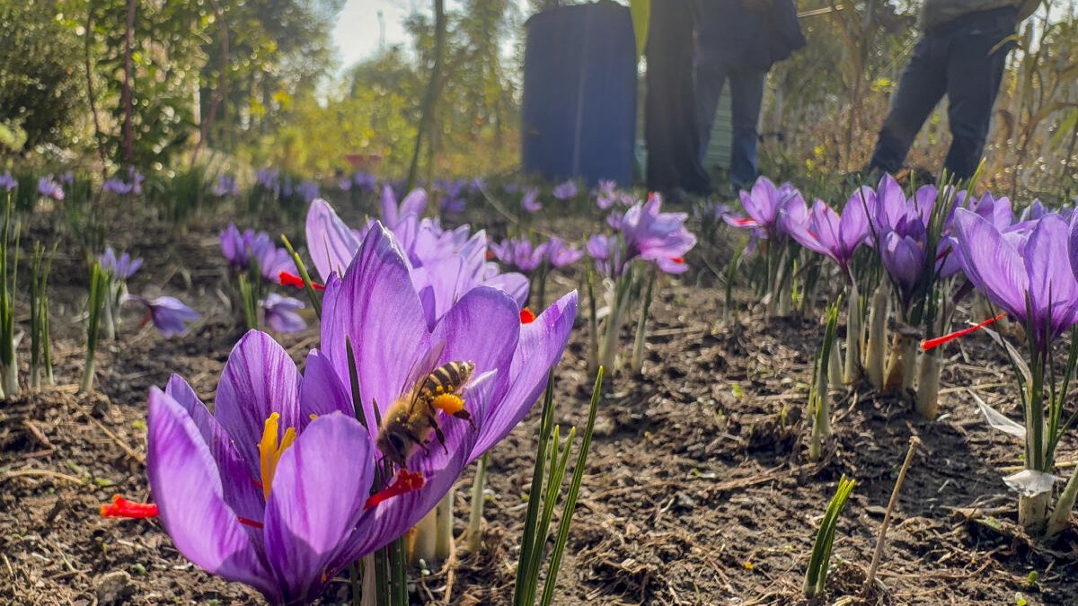 Saffron farming: Can indoor saffron farms break Kashmir’s monopoly?