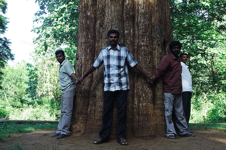 Kannimara Teak tree and its protectors