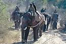 Jumbo task: Mahouts and kavadis taking part in a drive to capture elephants. dh photo