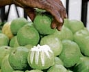Guavas in season. DH pic by Dinesh S K