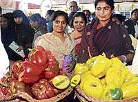 truly colourful: Visitors take a look at the capsicums on display during the Krishi Mela on GKVK campus in Bangalore on Thursday. dh Photo
