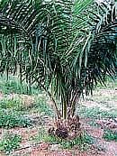 A three year old palm plant. DH PHOTO