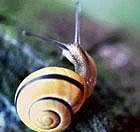 SHELL CONTRIVANCE Darwin was intrigued by what he referred to as contrivances, the various biological devices through which creatures make their livings or disperse their young. Getty Images