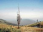 amidst the pines The Himavad Gopalaswamy betta is an interesting hill station near Mysore. Photo by the author