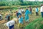Green pasture: Migrants from Bellary working in paddy fields of Hirikara village in Somwarpet working. DH Photo