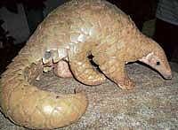In safe hands: The pangolin which was rescued from K R Puram in Bangalore by People For Animals. dh Photo
