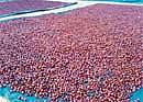 Areca processing going on at Kalasa. DH photo