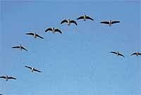 Winged Visitors: Between December and March every year, bar-headed geese land at Magadi.