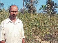 Partial view of tur dal grown by Umesh.  dh photo