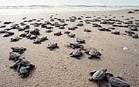 Olive Ridley turtles dying en-masse