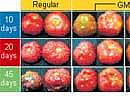 GM tomato gives 45-day shelf life