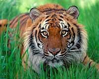 Endangered Sumatran tiger