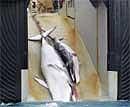 This undated file picture released on February 7, 2008 by the Australian Customs Services shows a mother whale and her calf being dragged on board a Japanese ship after being harpooned in Antarctic waters. AFP