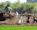 Uttar Pradesh sugar output up despite adversities