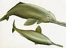 Ganges River Dolphin