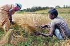 Role models Farmer couple Radhamma and Krishnappa have grown paddy in a region where groundwater levels have depleted.