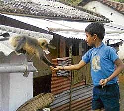 The langur has become a friend to the children. dh photo