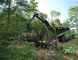 Global deforestation slowed over last decade:  UN