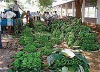 Bananas bunches kept in the market for sale in Tarikere. DH Photo