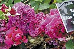 sweet and becalming A rose named after Shakespeare.