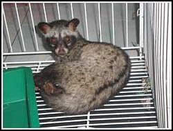 From dung to coffee brew with no aftertaste