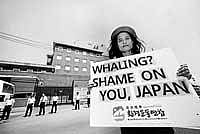earnest appeal An Antarctic and Southern Ocean Coalition campaigner protests outside the Japanese Embassy in Seoul, South Korea.