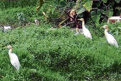 Winged visitors in Srinivaspur