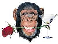 Primatologists explain chimpanzees use leaf as a sex tool. NYT