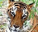 Nuapada district boycotted the tiger census fearing danger of Maoists presence