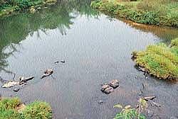 apathy: Cauvery stream in Bethri village near Virajpet.