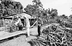 Fuel for industry: Firewood ready to be loaded onto the bamboo railway at Battambang, Cambodia.