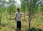 Farmer Ravikumar showing sandalwood sapling in his garden at Aladahalli in Birur hobli. dh photo