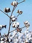A cotton plant in bloom