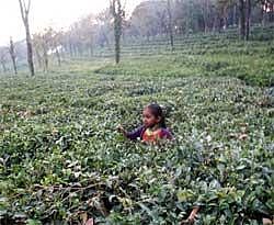 A tea estate at Palampur town in Himachal Pradeshs Kangra district. Photo IANS