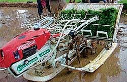 Paddy transplanting machine.