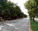 Small sized trees planted on Outer Ring Road, Hennur Junction. PHOTO: MADHUMITHA JAGANMOHAN
