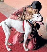 A 9-month-old Boxer walks unaided after undergoing stem cell therapy at the Tamil Nadu Veterinary and Animal Sciences University in Chennai on Wednesday. PTI