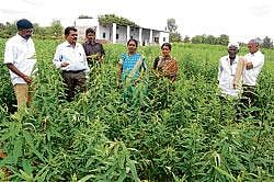 Verdant: Agriculture Department Joint Director C Chikkanna at a jute plot in Nenamanahalli in Kolar taluk on Thursday. Farmer N R Chandrashekhar is also seen. DH Photo