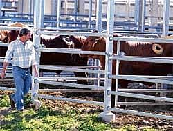Trying to stop cows from burping too much