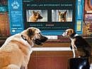 A scene from 'Cats & Dogs: The Revenge of Katty Galore'
