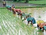Kharif crops sown in more area this year