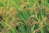 Rice production is dependent on other factors also.