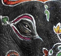 Balarama to carry howdah for the last time?