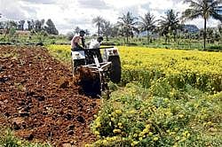 Bloom but gloom: A farmer destroying marigold plants in a field at Bettani near Kolar. DH Photo