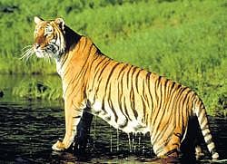 LORDING OVER The move to make BRT Wildlife Sanctuary a tiger reserve comes as a shot in the arm for tiger conservation. GETTY IMAGES