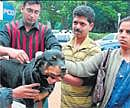 70 canines certified as pure breed