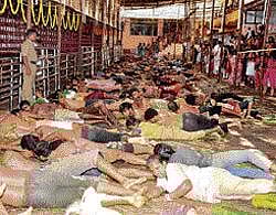 Ritual or Belief: Devotees roll over plantain leaves left after meals at the Kukke Subrahmanya temple on Friday. DH photo
